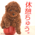 ミックス犬