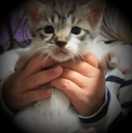 室内飼い 子猫 トイレトレーニング中