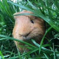 なぎ