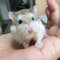 ノクス