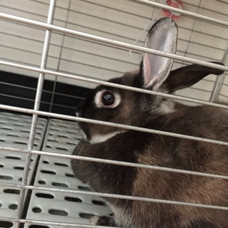 ネザーランドドワーフ 女の子 2歳