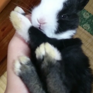 うさぎの里親募集