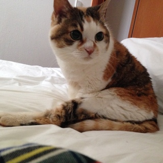 里親募集/甘えん坊の三毛猫