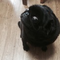 黒パグ