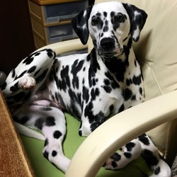 「避妊手術を済ませました」サムネイル1