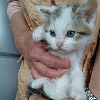 ☆目がブルーの白キジ男の子　コウくん☆