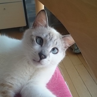 マイペースなおシャム君。