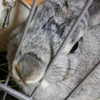 ミニウサギです。