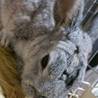 ミニウサギです。 サムネイル2