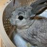 ミニウサギです。 サムネイル3