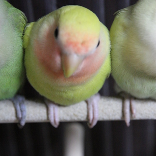 有難うございました！小桜インコの雛/写真は親鳥