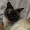 ブルーアイズ☆イケメンなシャム猫