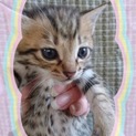 《代理投稿》女子子猫ちゃんo(>◡<)o