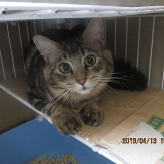 アメショっぽい長毛のジェリー