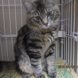 ノルウェージャン似の長毛のトム