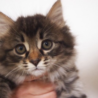 でら！マカロン！