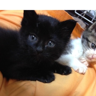 子熊のような女の子