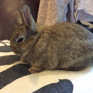 ペネロペちゃんの里親募集中