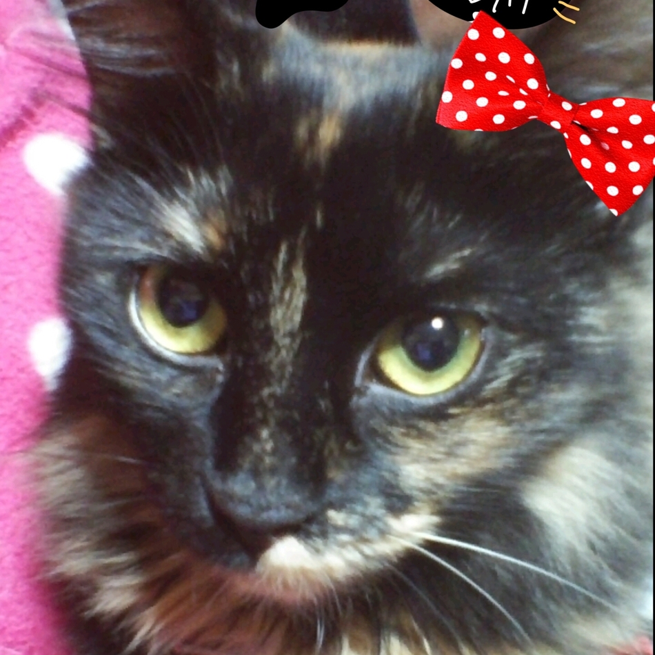 びびのカバー写真