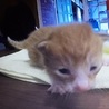 ※一旦募集を停止させてください。 サムネイル4