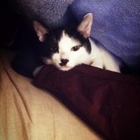 Figaro