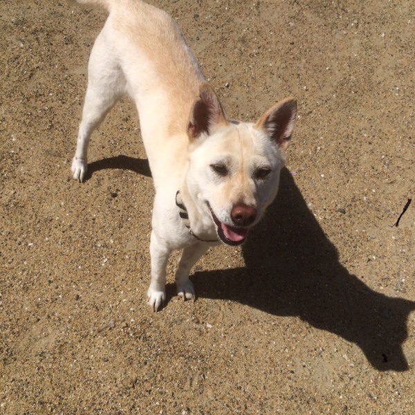 中型mixのエリンちゃん 和歌山県 犬の里親募集 498 ペットのおうち 月間利用者150万人