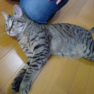 人が大好きかニャン太くん