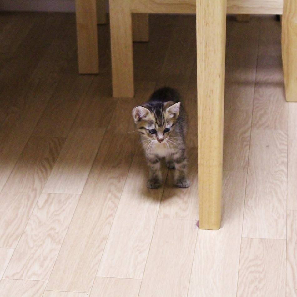 納言　にゃごんのカバー写真