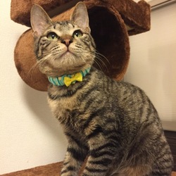 「新しい首輪」サムネイル2