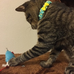 「新しい首輪」サムネイル3