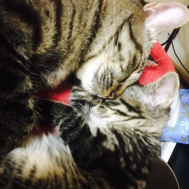 おおさかねこさん宛