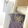 おおさかねこさん宛