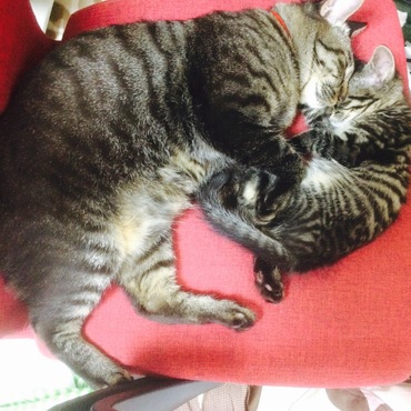 おおさかねこさん宛