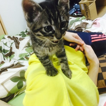 おおさかねこさん宛