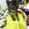 おおさかねこさん宛