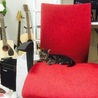 おおさかねこさん宛