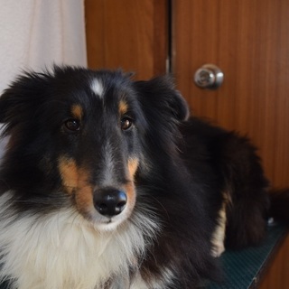 シェルテイー女の子３歳