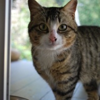 美しいでしょう？？ミモサです♪