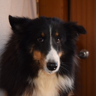 シェルテイ女の子４歳トライカラー