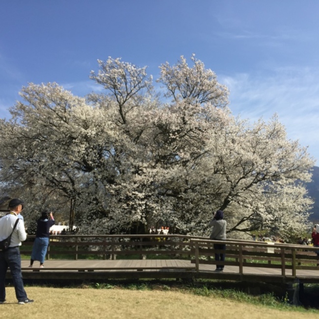 Sakuya398のカバー写真