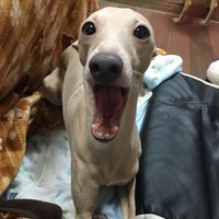 ココ