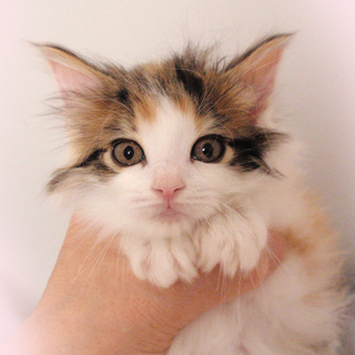 応募締切　メインクーンMIX☆萌ちゃん　1ヵ月半