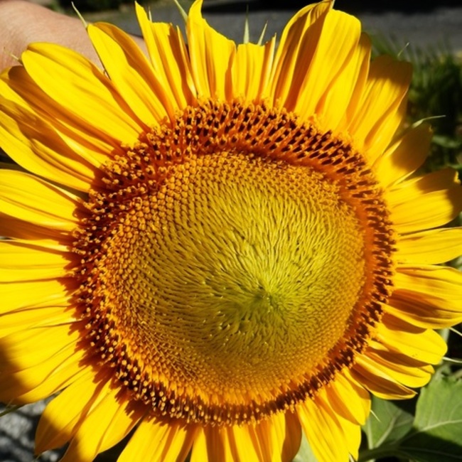 653のカバー写真