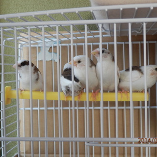 優しい里親さんに感謝です。