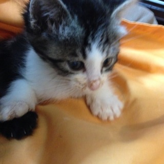 おひざ大好き！　女の子