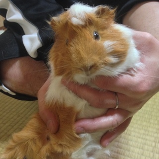 モルモットの里親募集。