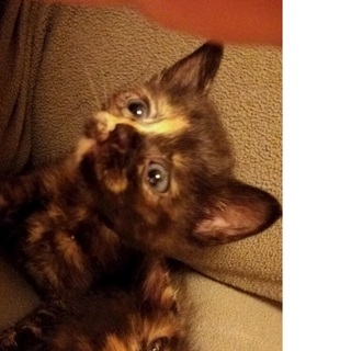 べっ甲柄　お鼻が黒い女の子