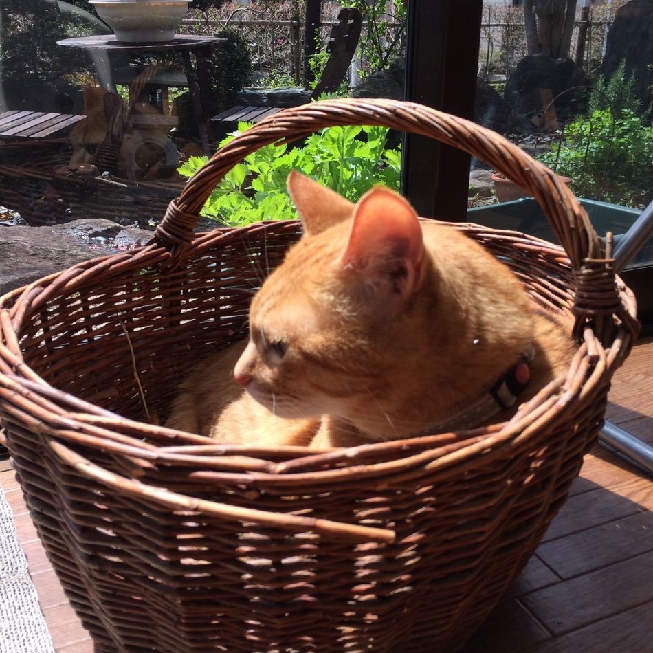 モカのカバー写真