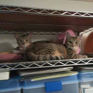 ツンデレ兄妹を一緒に面倒見てくださる方募集！