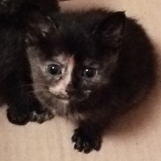 サビ柄の女の子